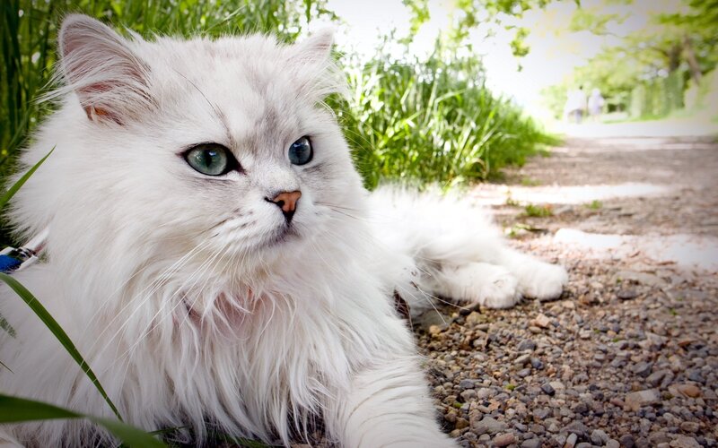 White Long-haired Cat — Calm, Afternoon, Photograph, Path, Grass