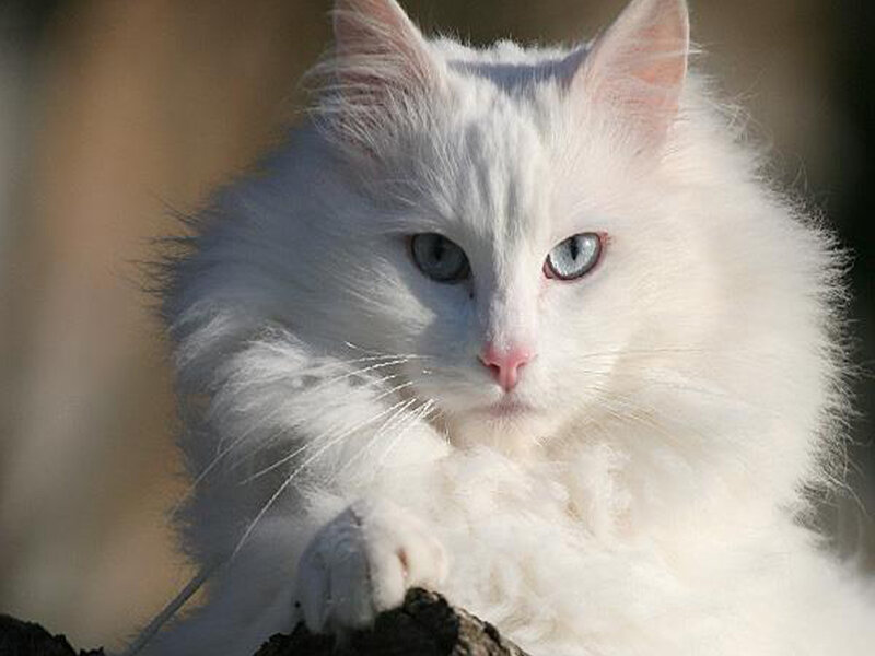 White Long-haired Cat — Calm, Afternoon, Photograph, Paw