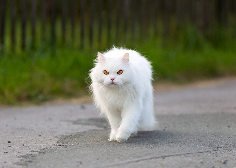 White Long-haired Cat — Calm, Afternoon, Photograph, Road