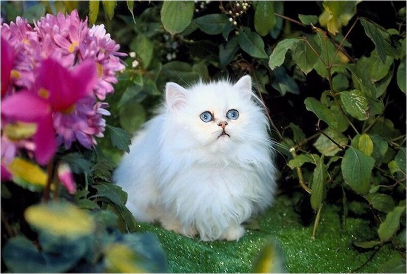 White Long-haired Cat — Calm, Afternoon, Photograph