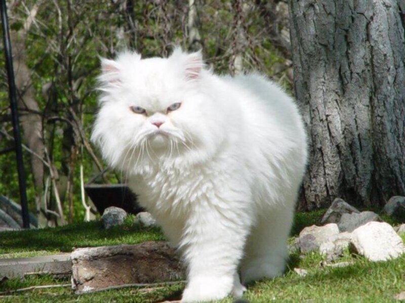 White Long-haired Cat — Calm, Afternoon, Photograph, Tree