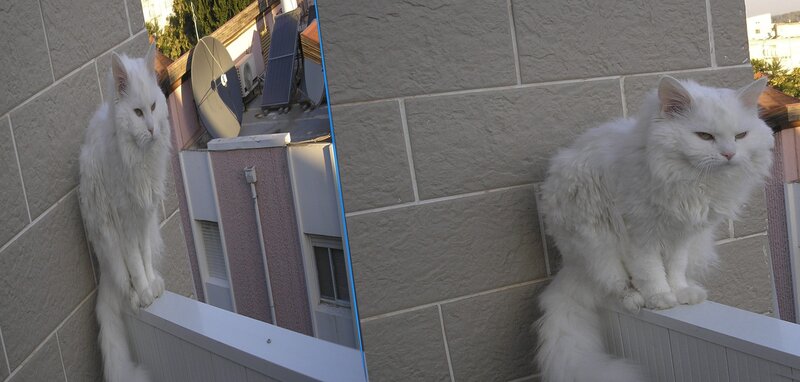 White Long-haired Cat — Calm, Afternoon, Photograph, Wall