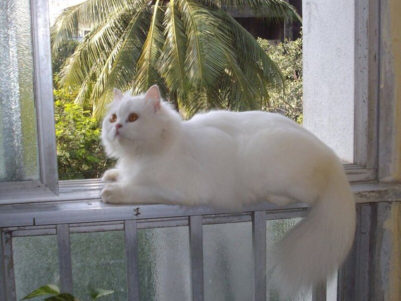 White Long-haired Cat — Calm, Afternoon, Photograph, Window