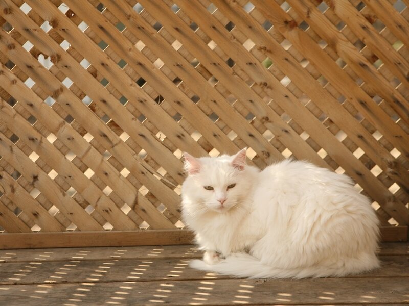 White Long-haired Cat — Calm, Afternoon