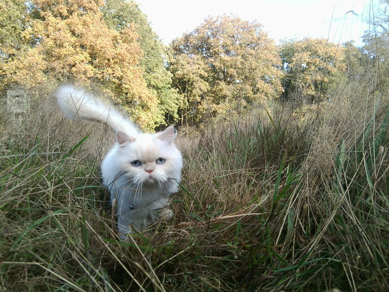 White Long-haired Cat — Calm, Autumn, Photograph, Grass