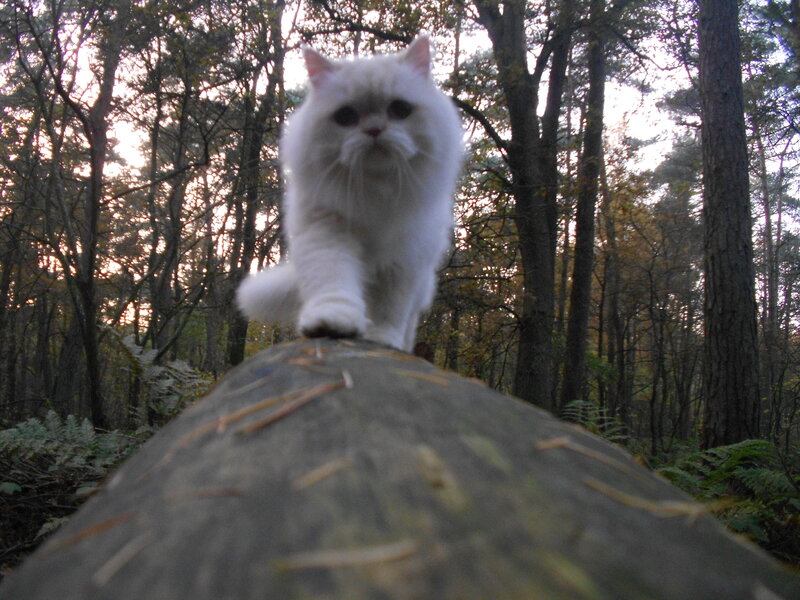 White Long-haired Cat — Calm, Autumn, Photograph