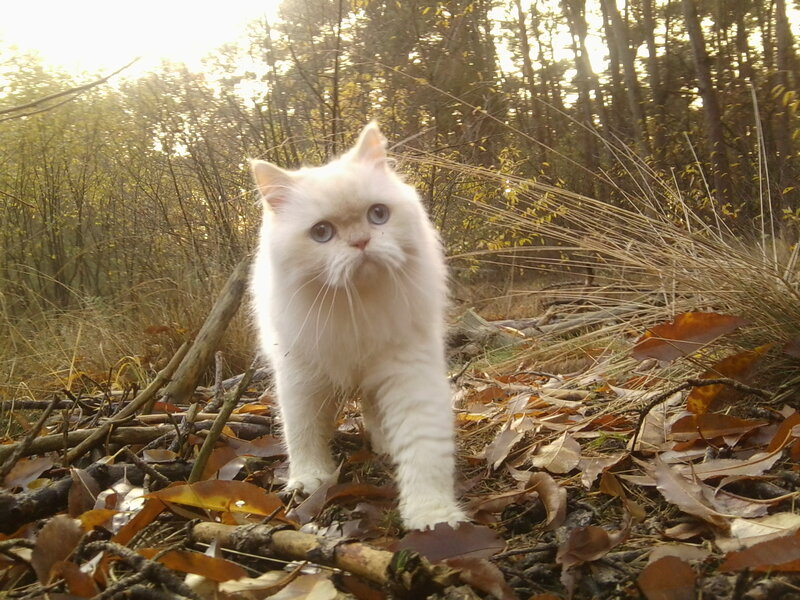 White Long-haired Cat — Calm, Autumn