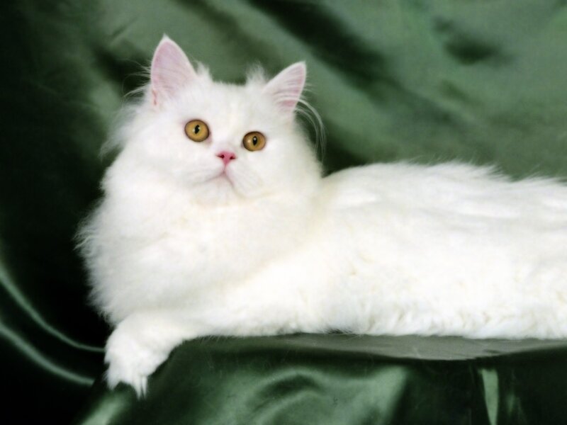 White Long-haired Cat — Calm, Green Fabric