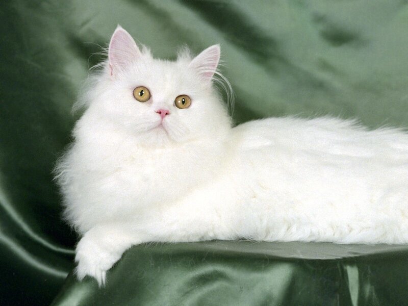 White Long-haired Cat — Calm, Green