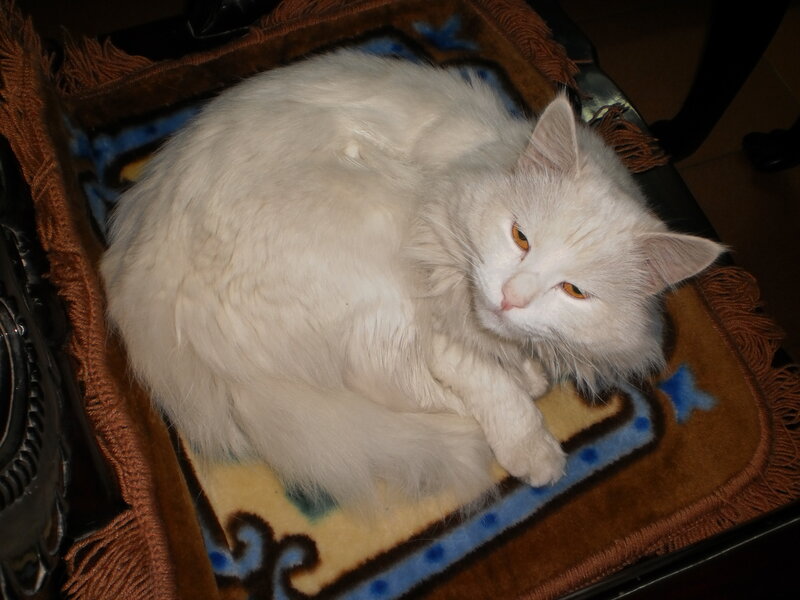 White Long-haired Cat — Calm, Night, Photograph, Blanket