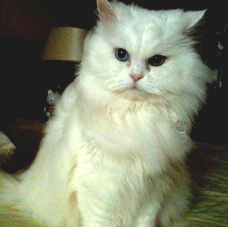 White Long-haired Cat — Calm, Night, Photograph, Lamp