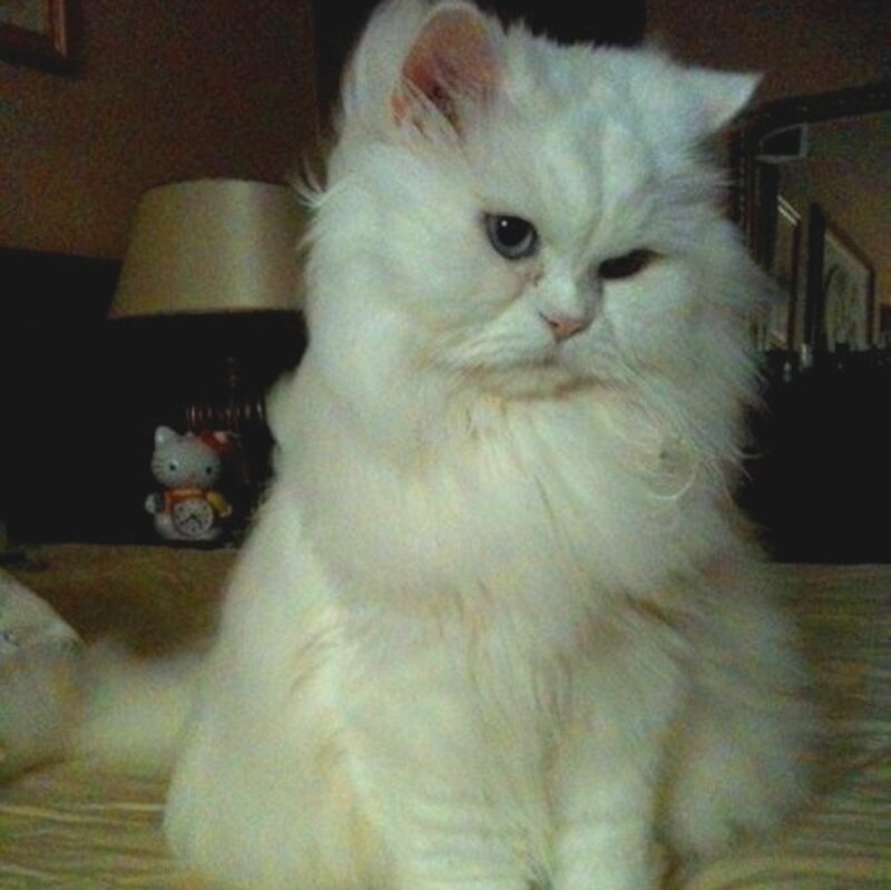 White Long-haired Cat — Calm, Night, Photograph