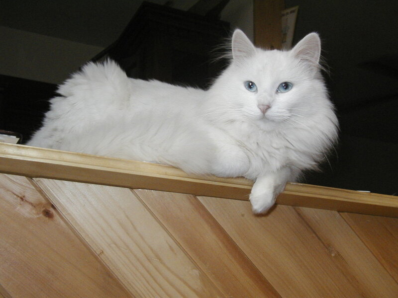 White Long-haired Cat — Calm, Night