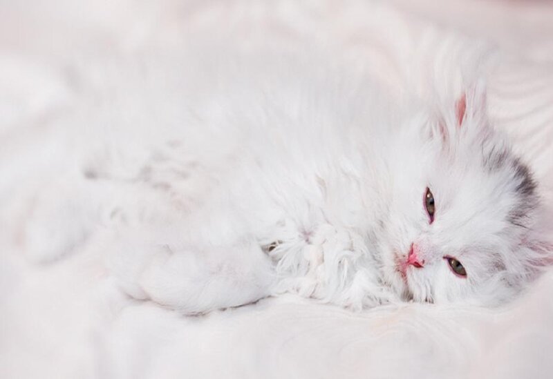 White Long-haired Cat — Calm, Photograph, Bed