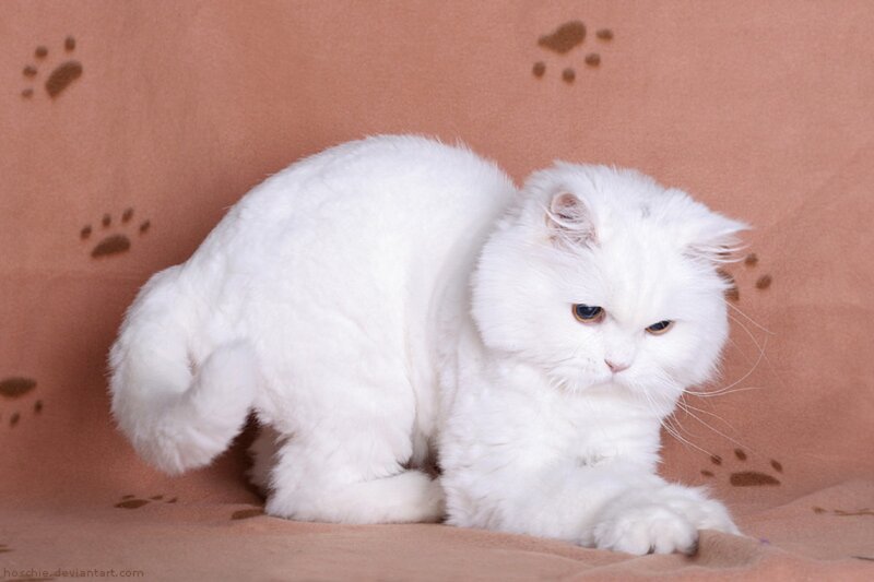 White Long-haired Cat — Calm, Photograph, Blanket