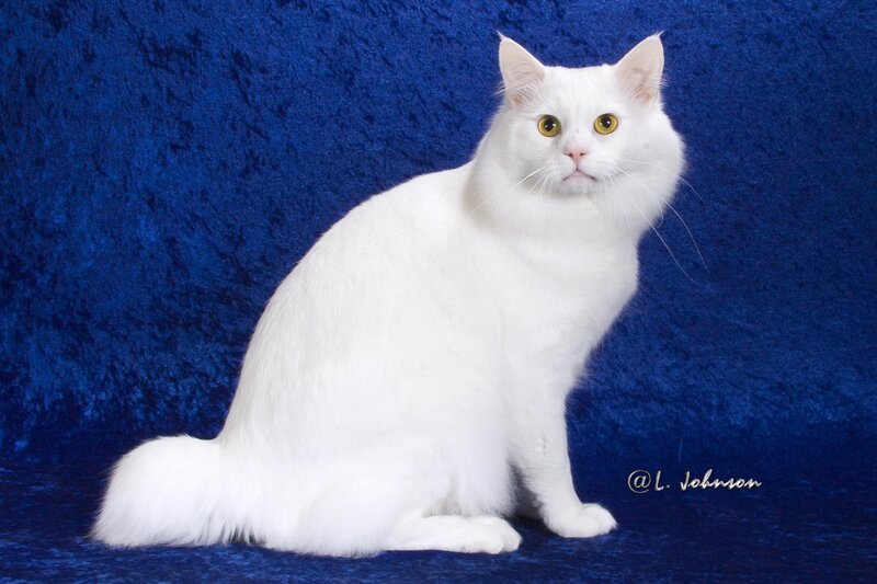 White Long-haired Cat — Calm, Photograph, Blue Background