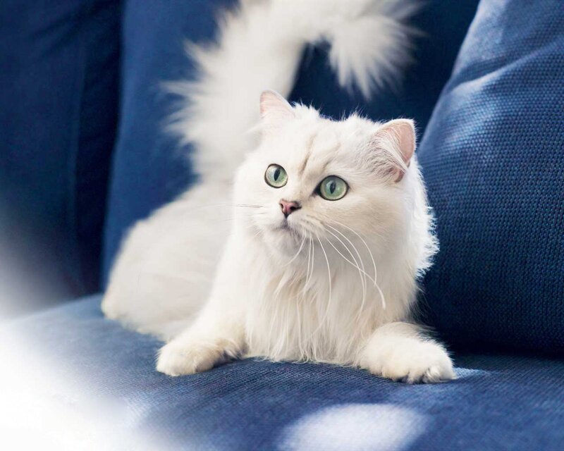 White Long-haired Cat — Calm, Photograph, Blue Couch