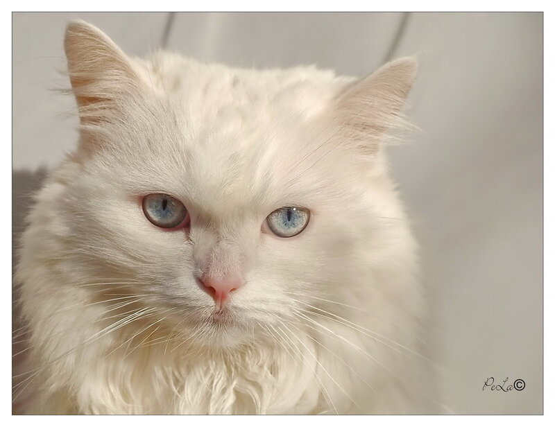 White Long-haired Cat — Calm, Photograph, Blue Eyes