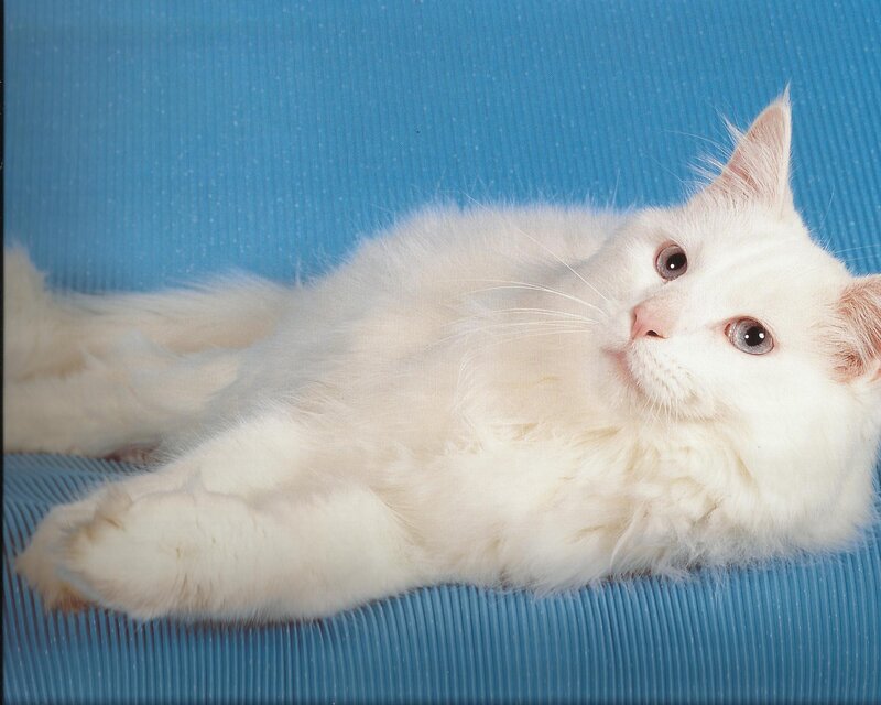 White Long-haired Cat — Calm, Photograph, Blue Surface