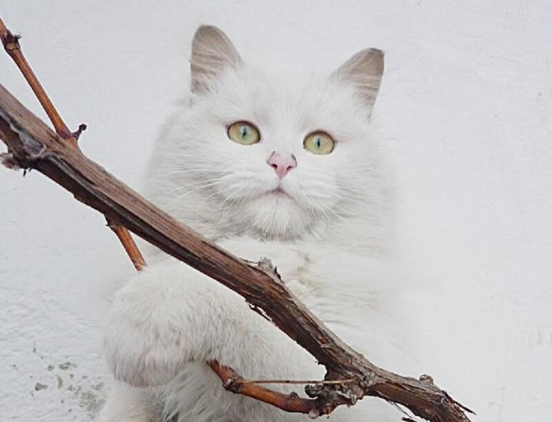 White Long-haired Cat — Calm, Photograph, Branch