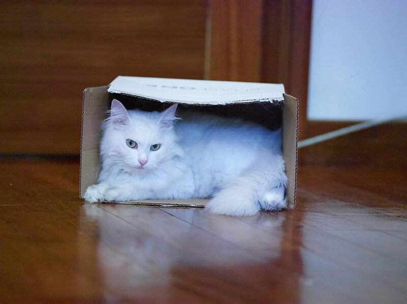 White Long-haired Cat — Calm, Photograph, Cardboard Box