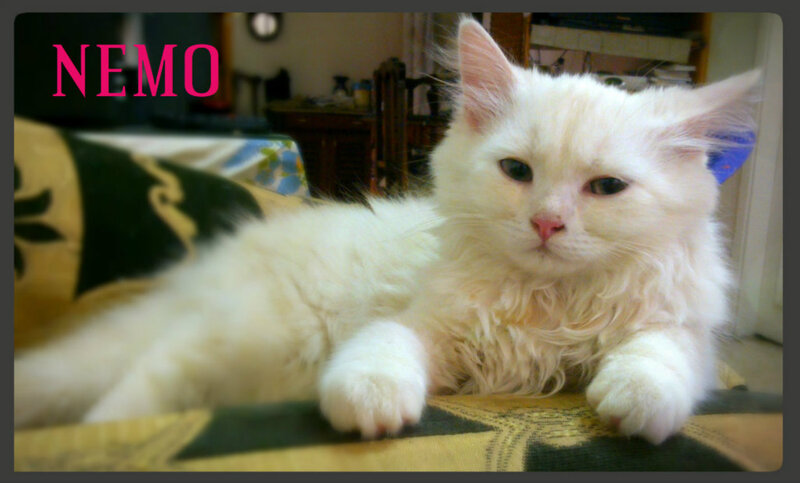 White Long-haired Cat — Calm, Photograph, Couch