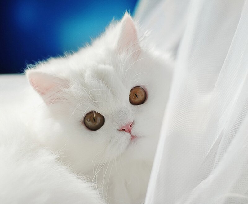 White Long-haired Cat — Calm, Photograph, Curtain