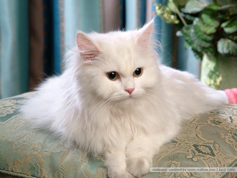 White Long-haired Cat — Calm, Photograph, Cushion, Plant
