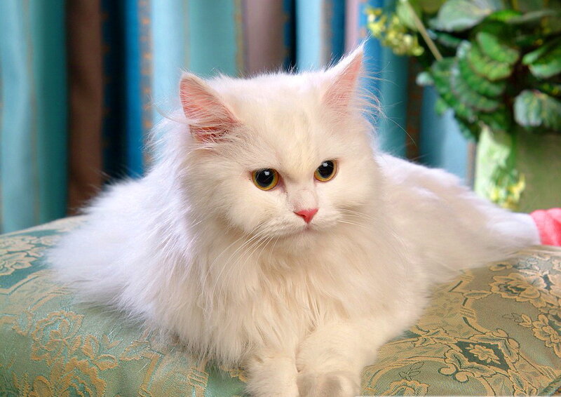 White Long-haired Cat — Calm, Photograph, Cushion