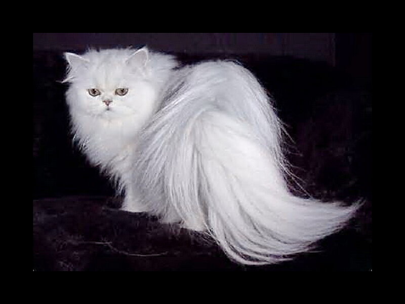 White Long-haired Cat — Calm, Photograph, Dark Surface