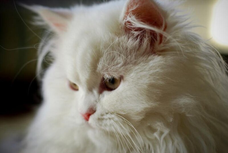 White Long-haired Cat — Calm, Photograph, Ears