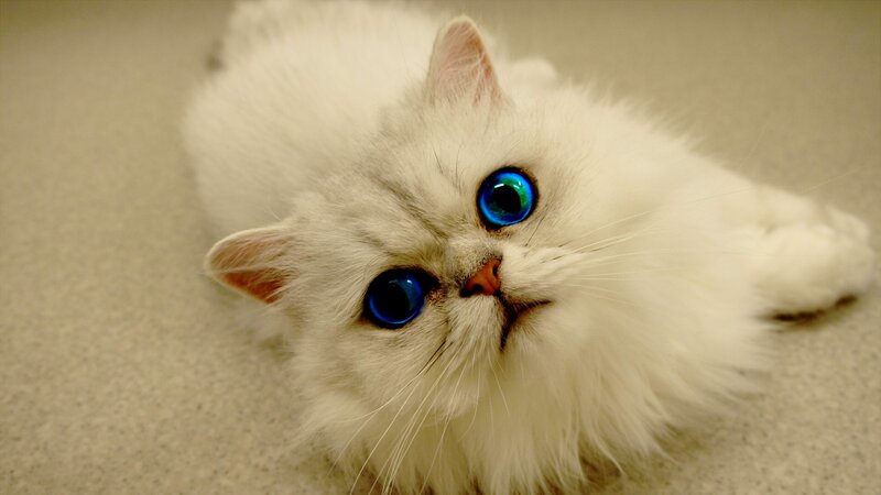 White Long-haired Cat — Calm, Photograph, Eyes, Floor