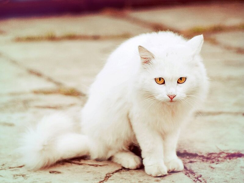 White Long-haired Cat — Calm, Photograph, Eyes
