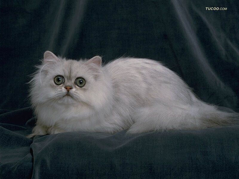 White Long-haired Cat — Calm, Photograph, Fabric