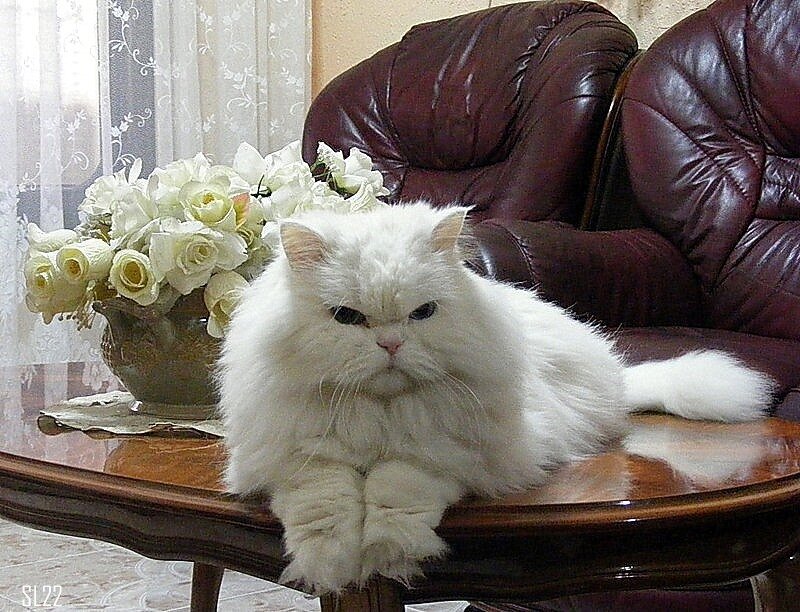 White Long-haired Cat — Calm, Photograph, Flowers, Couch