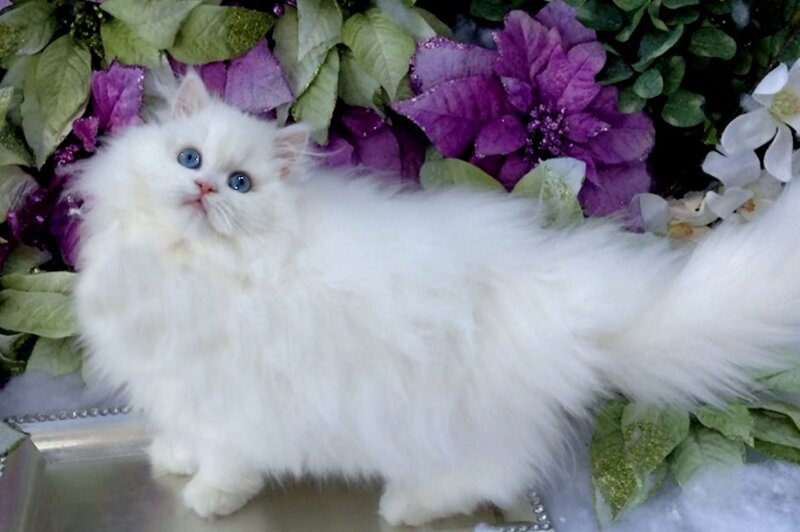 White Long-haired Cat — Calm, Photograph, Flowers, Green Leaves
