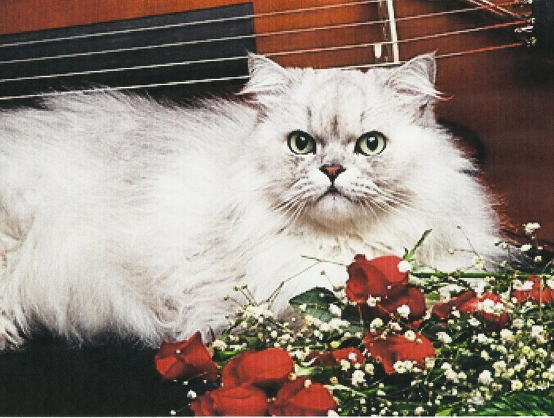 White Long-haired Cat — Calm, Photograph, Flowers, Guitar