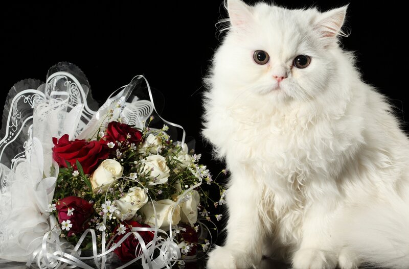 White Long-haired Cat — Calm, Photograph, Flowers