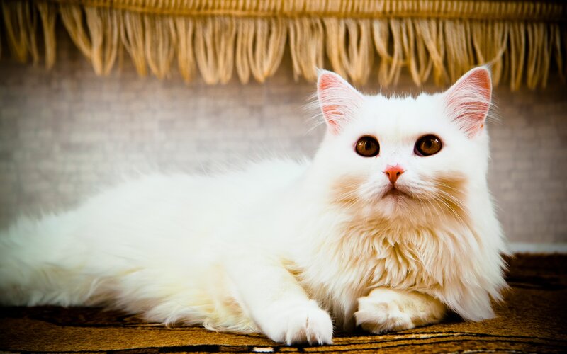 White Long-haired Cat — Calm, Photograph, Fringe