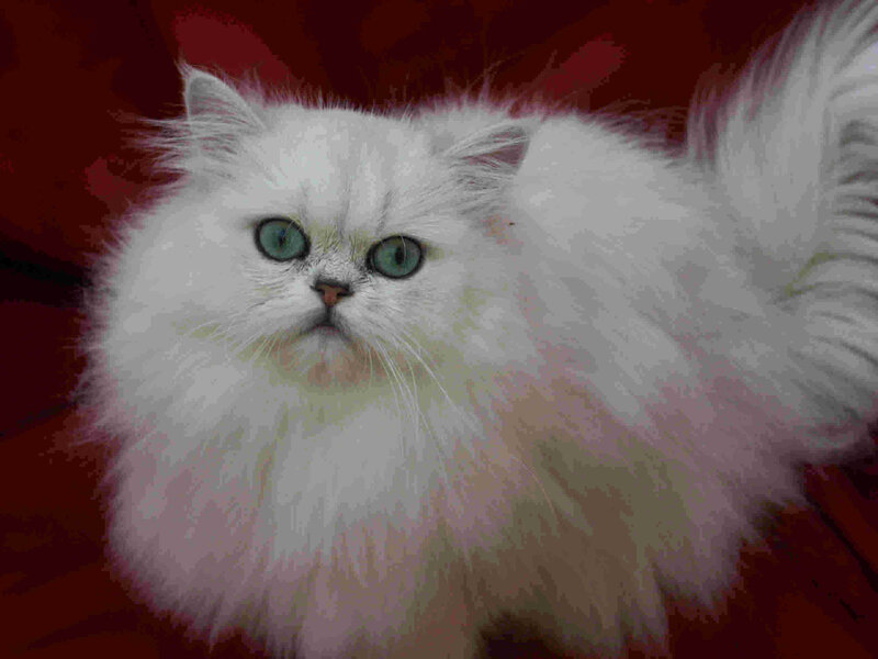 White Long-haired Cat — Calm, Photograph, Green Eyes, Fluffy Fur