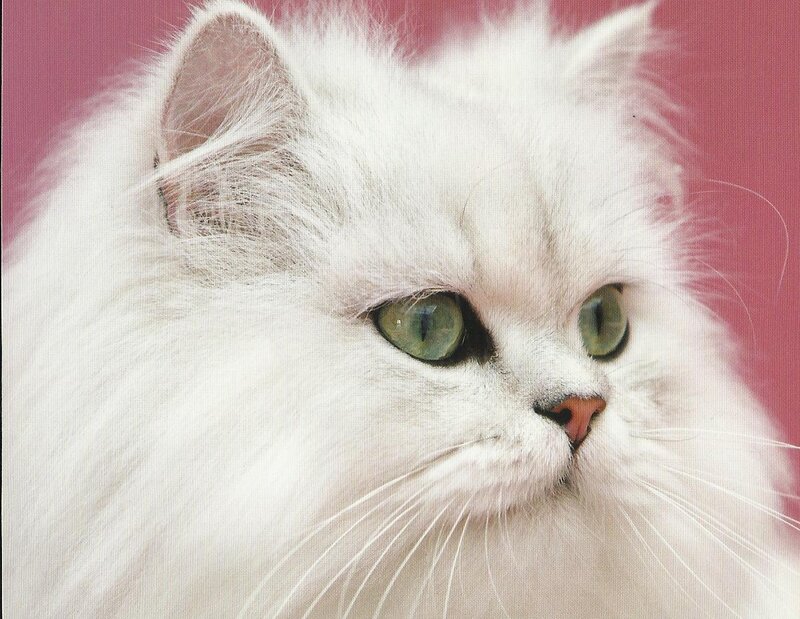 White Long-haired Cat — Calm, Photograph, Green Eyes, Pink Nose