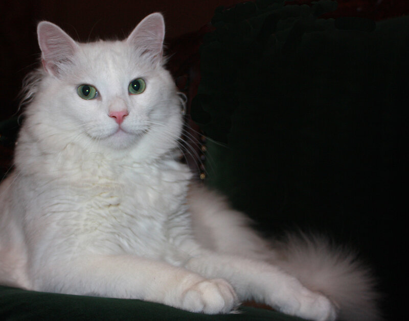 White Long-haired Cat — Calm, Photograph, Green Eyes