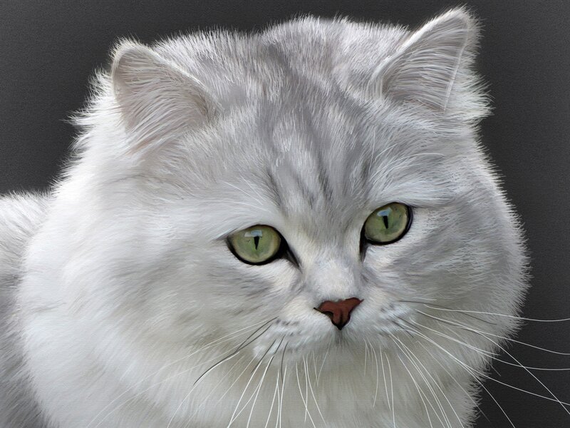 White Long-haired Cat — Calm, Photograph, Green Eyes, Whiskers