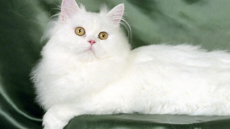 White Long-haired Cat — Calm, Photograph, Green Fabric