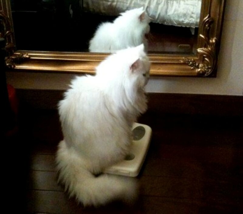 White Long-haired Cat — Calm, Photograph, Mirror