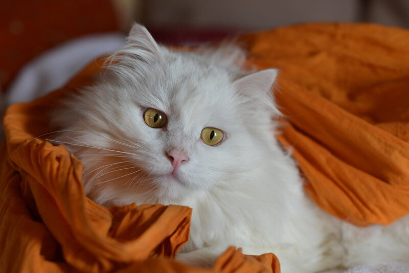 White Long-haired Cat — Calm, Photograph, Orange Blanket
