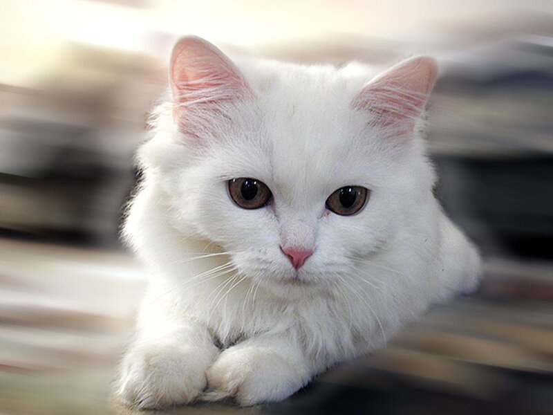 White Long-haired Cat — Calm, Photograph, Paws, Whiskers