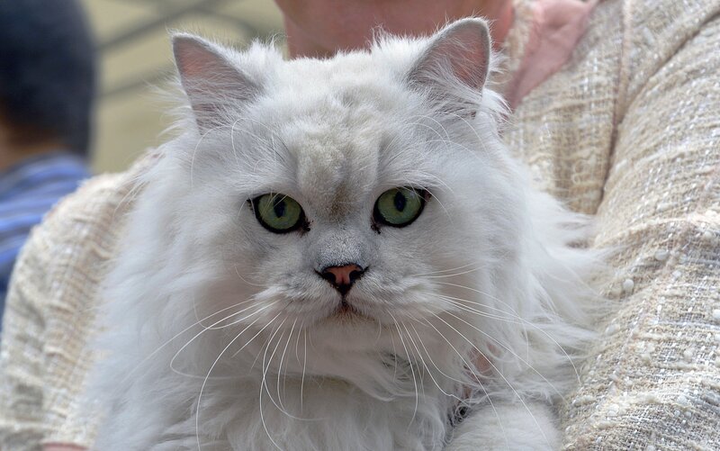 White Long-haired Cat — Calm, Photograph, Person