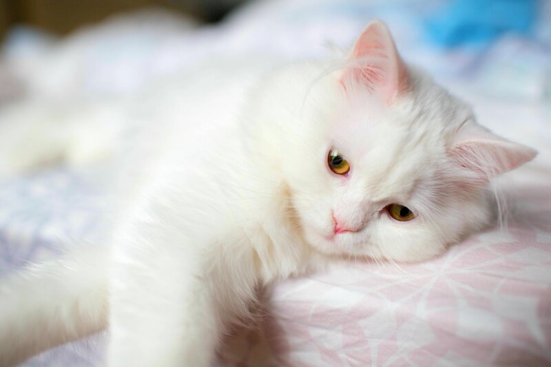 White Long-haired Cat — Calm, Photograph, Pillow