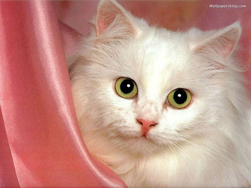 White Long-haired Cat — Calm, Photograph, Pink Fabric, Pink, Green